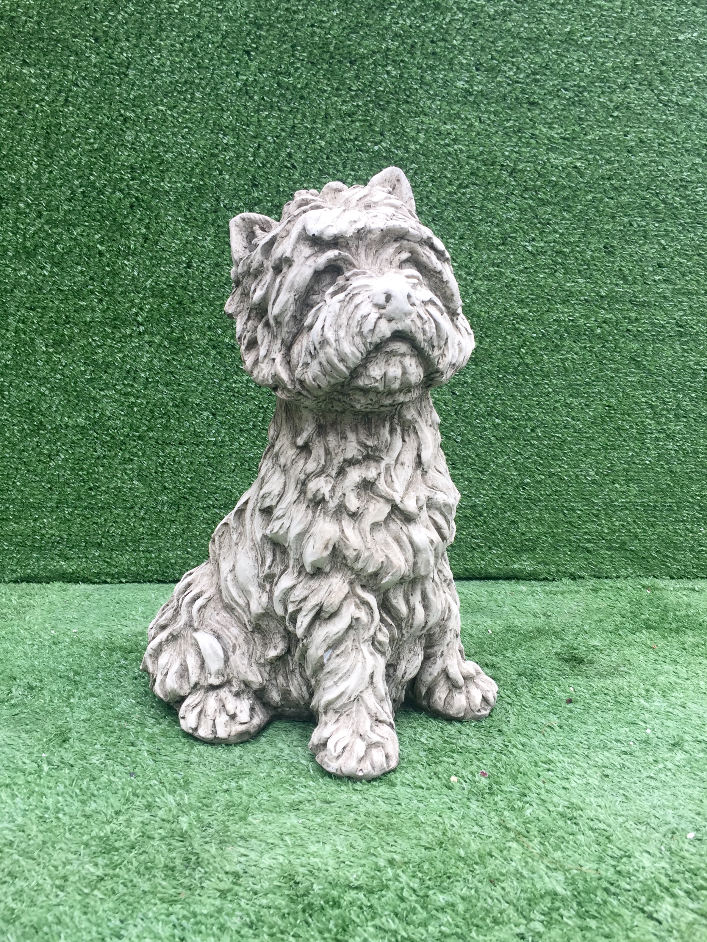 Dog West Highland Terrier