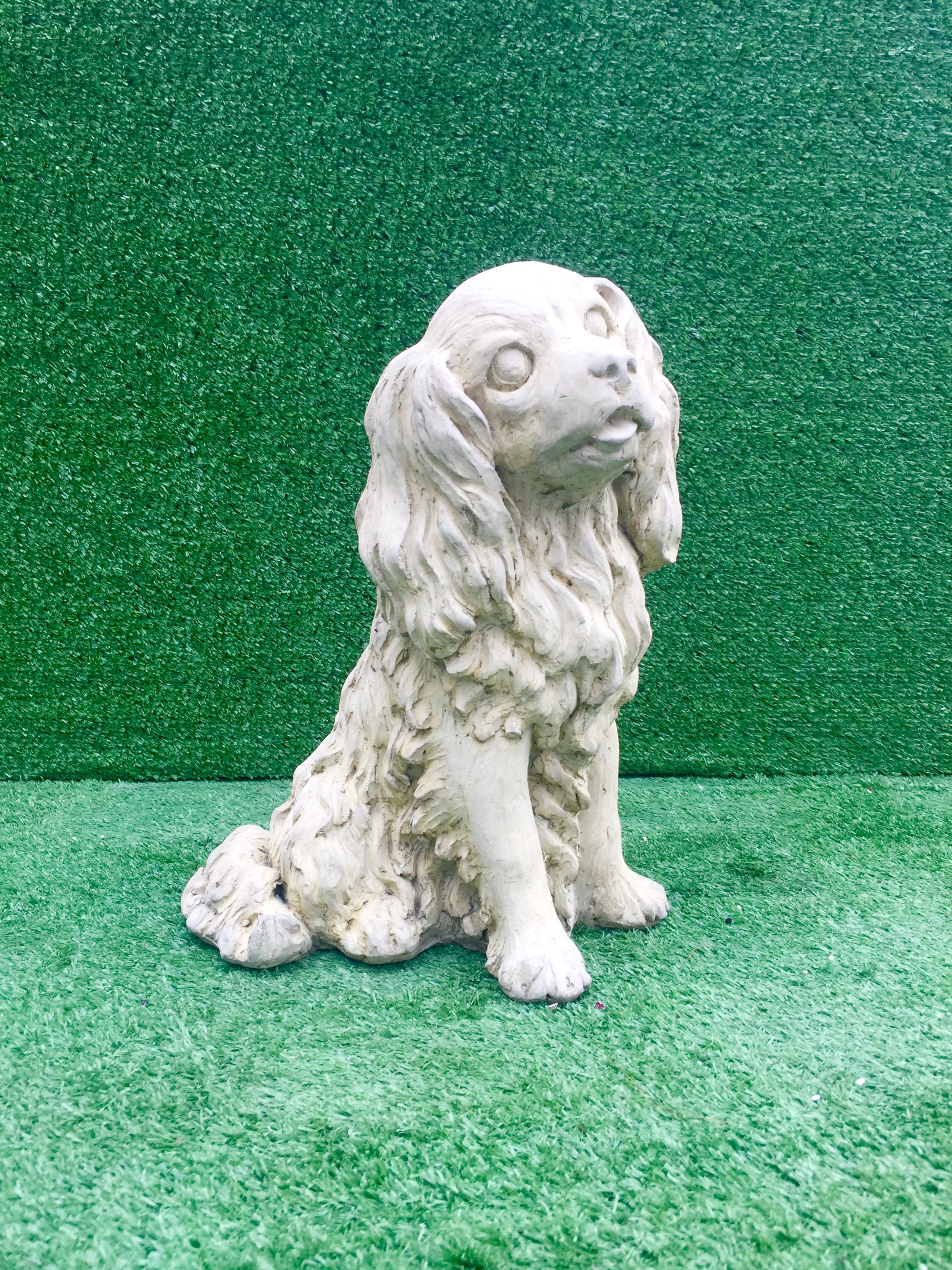 Dog Cavalier King Charles Spaniel