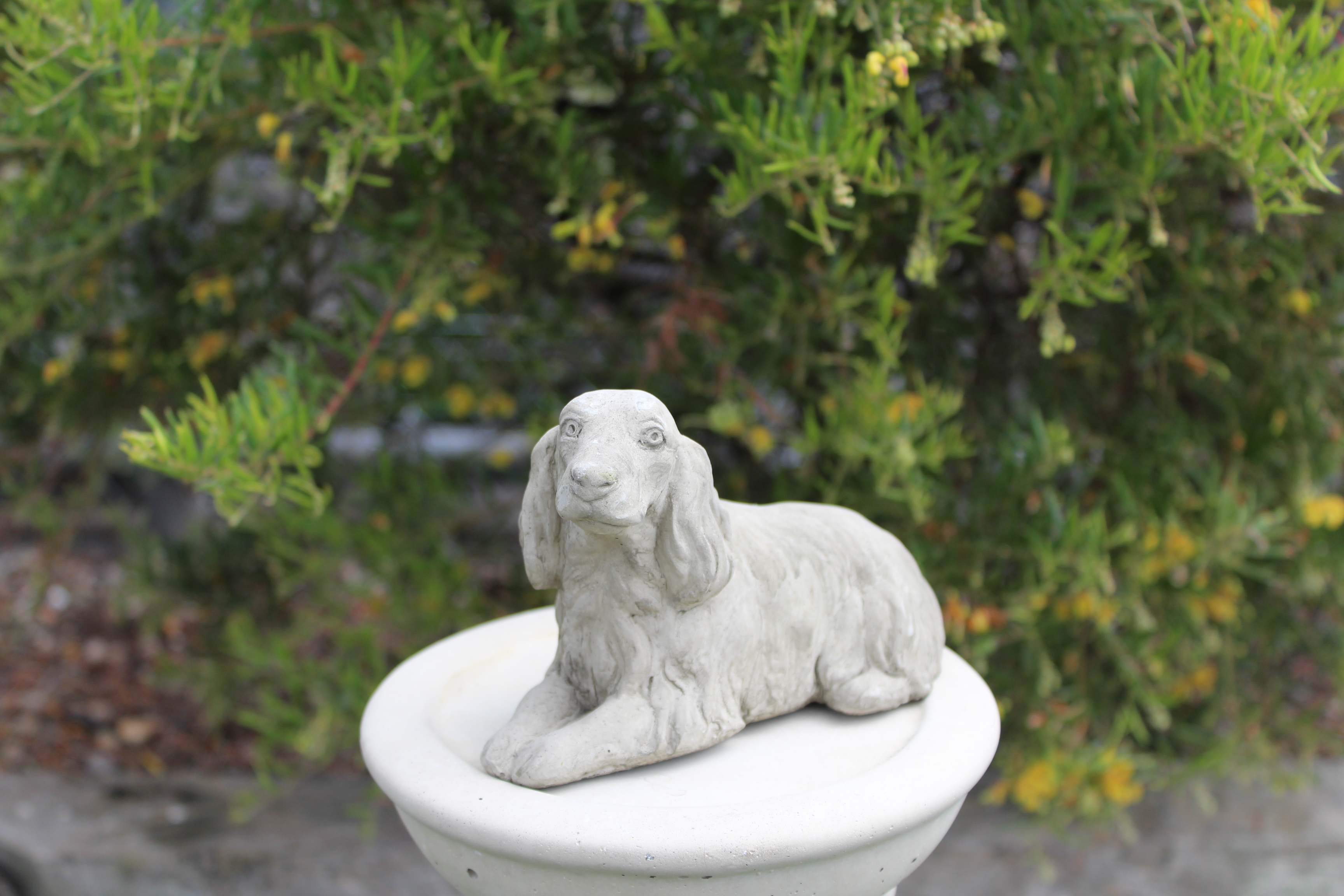 Dog Cocker Spaniel Small