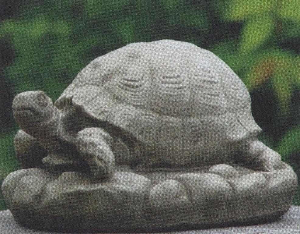 Tortoise